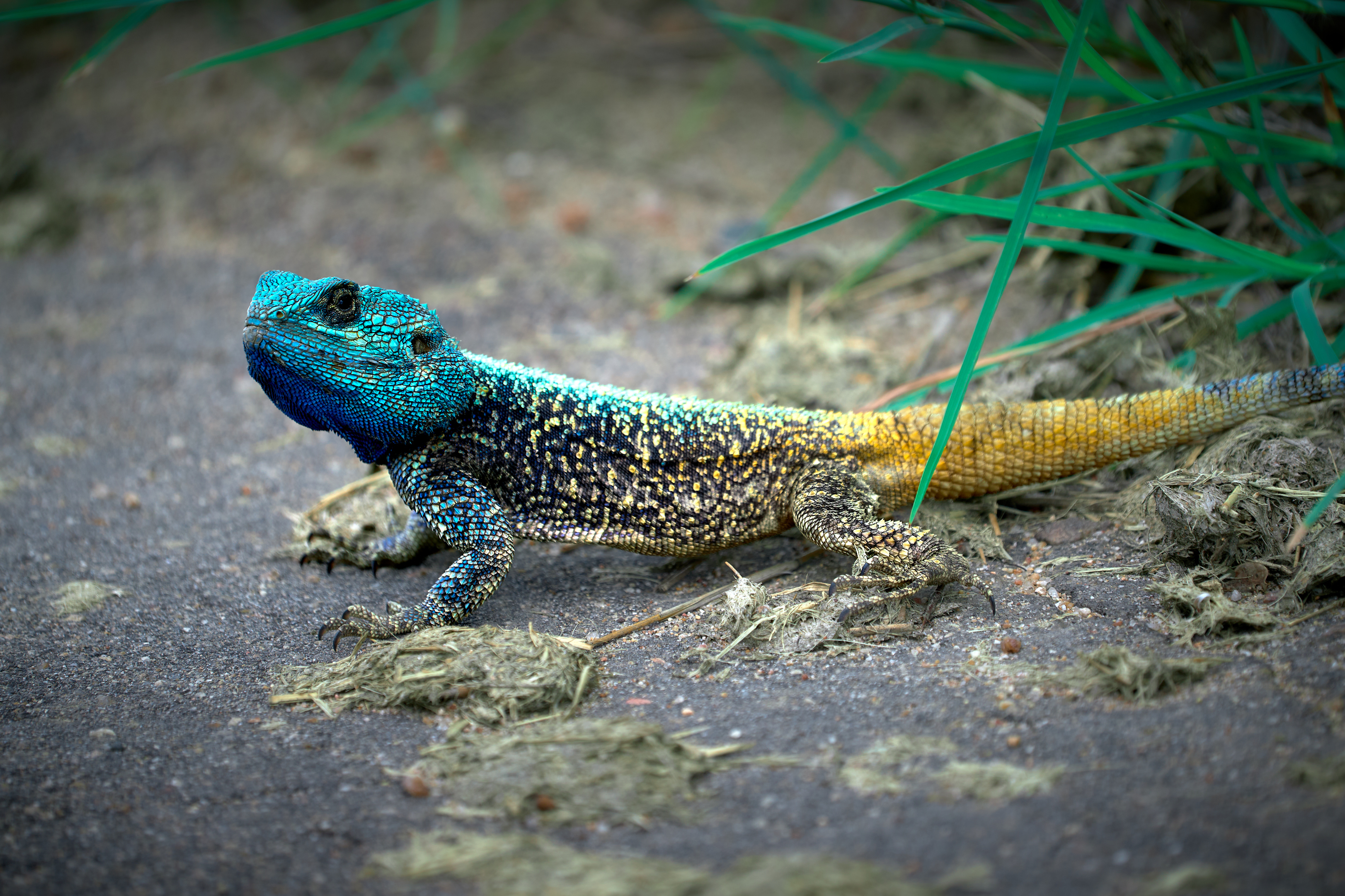Wildlife photography