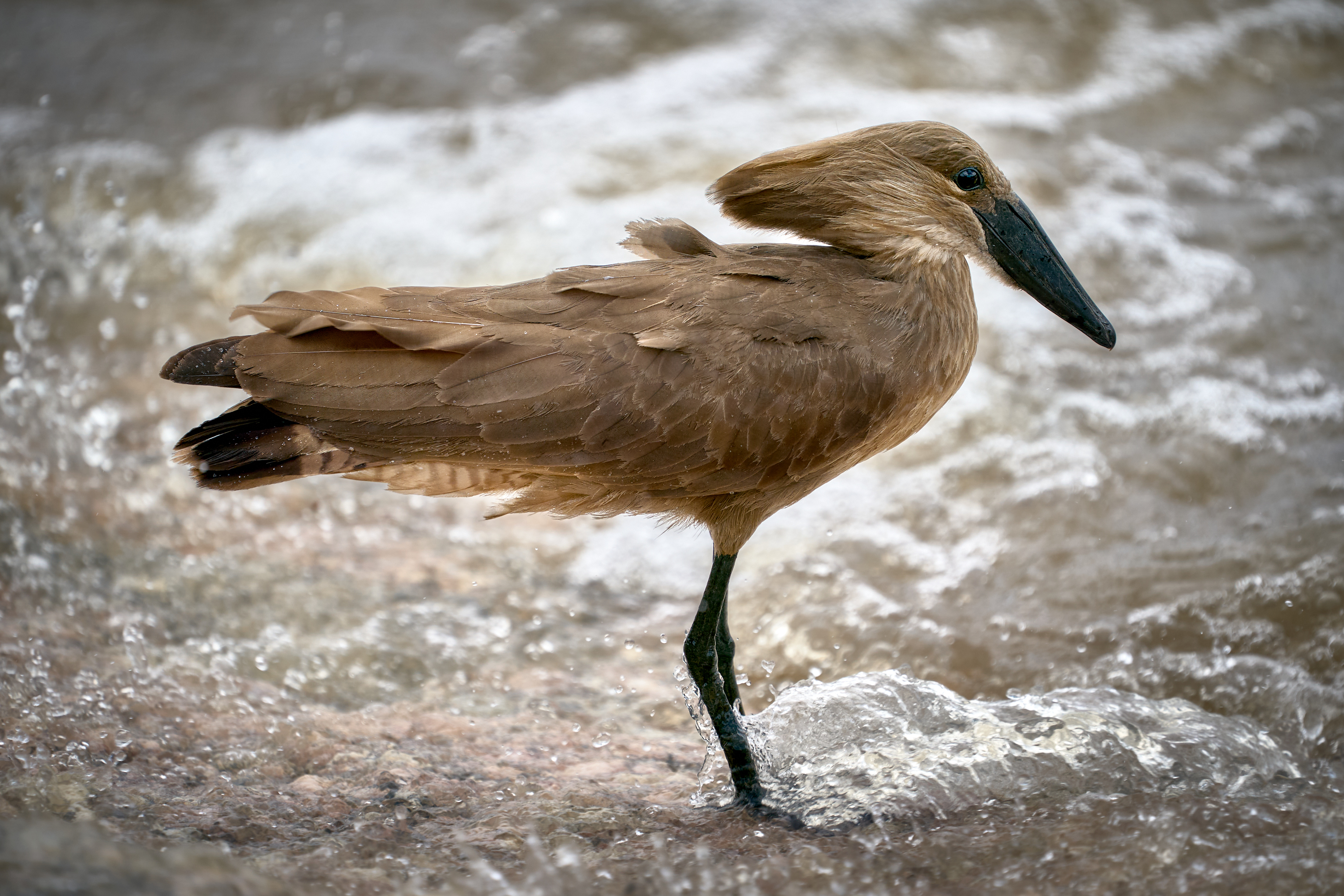 Wildlife photography