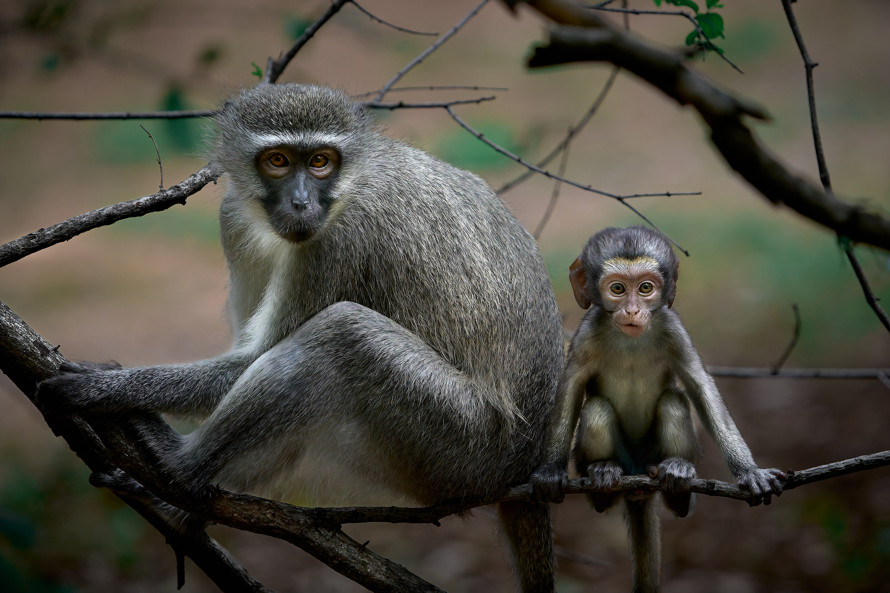 Wildlife photography